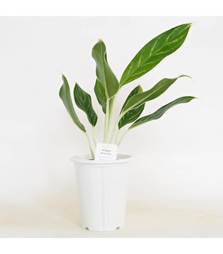 Amazon｜アグラオネマ ニティドゥム カーティシー 観葉植物 LEON